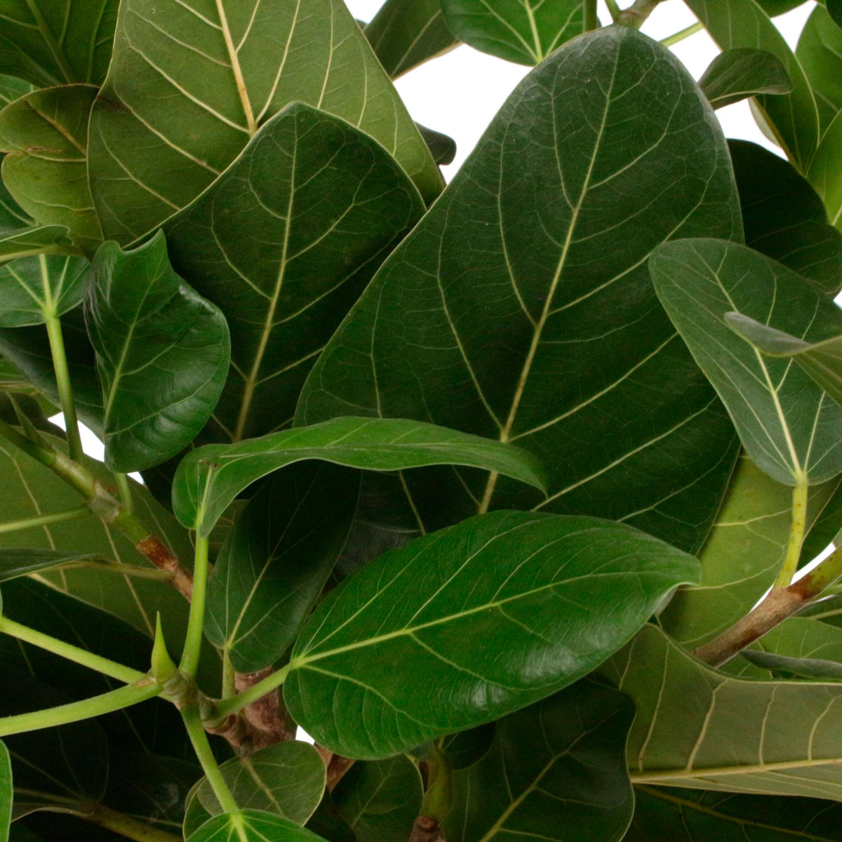 African Fig Tree Ficus  benghalensis 'Audrey'
