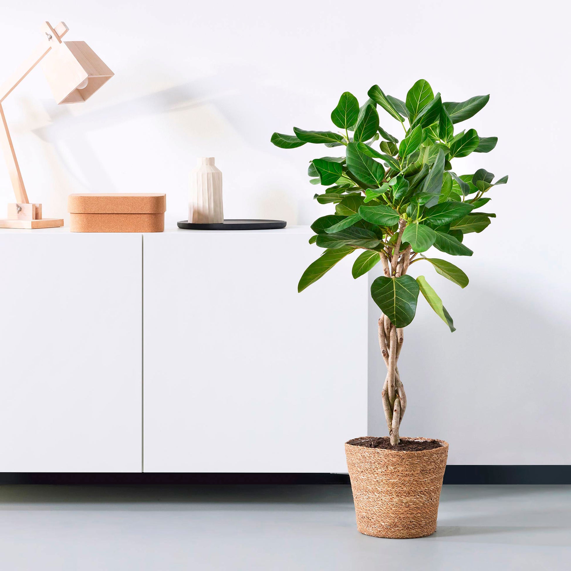 african fig house plant African Fig Tree Ficus benghalensis 'Audrey'