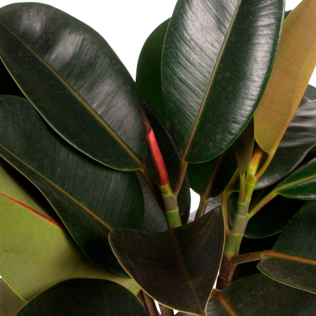 Rubber plant Ficus  elastica 'Burgundy'