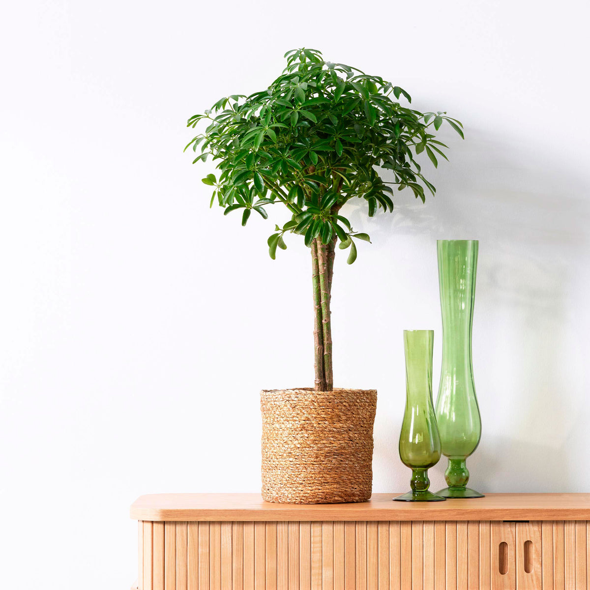 Seven-finger tree Schefflera luseana
