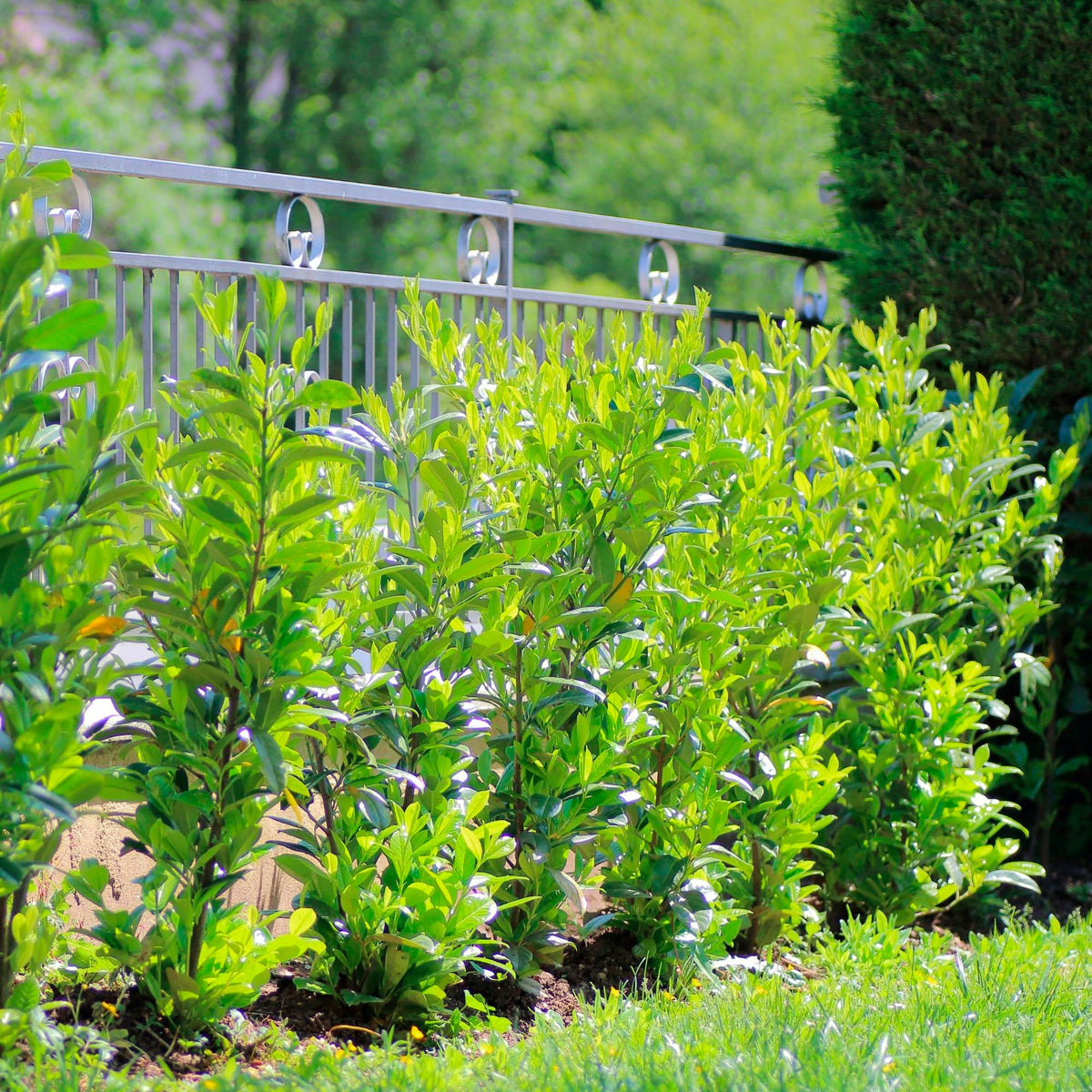 Bay laurel Laurus nobilis - Hardy plant