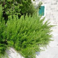 Rosmarinus officinalis Green - Hardy plant