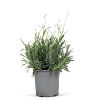 Lavender lavendula angustifolia Green-Grey - Hardy plant