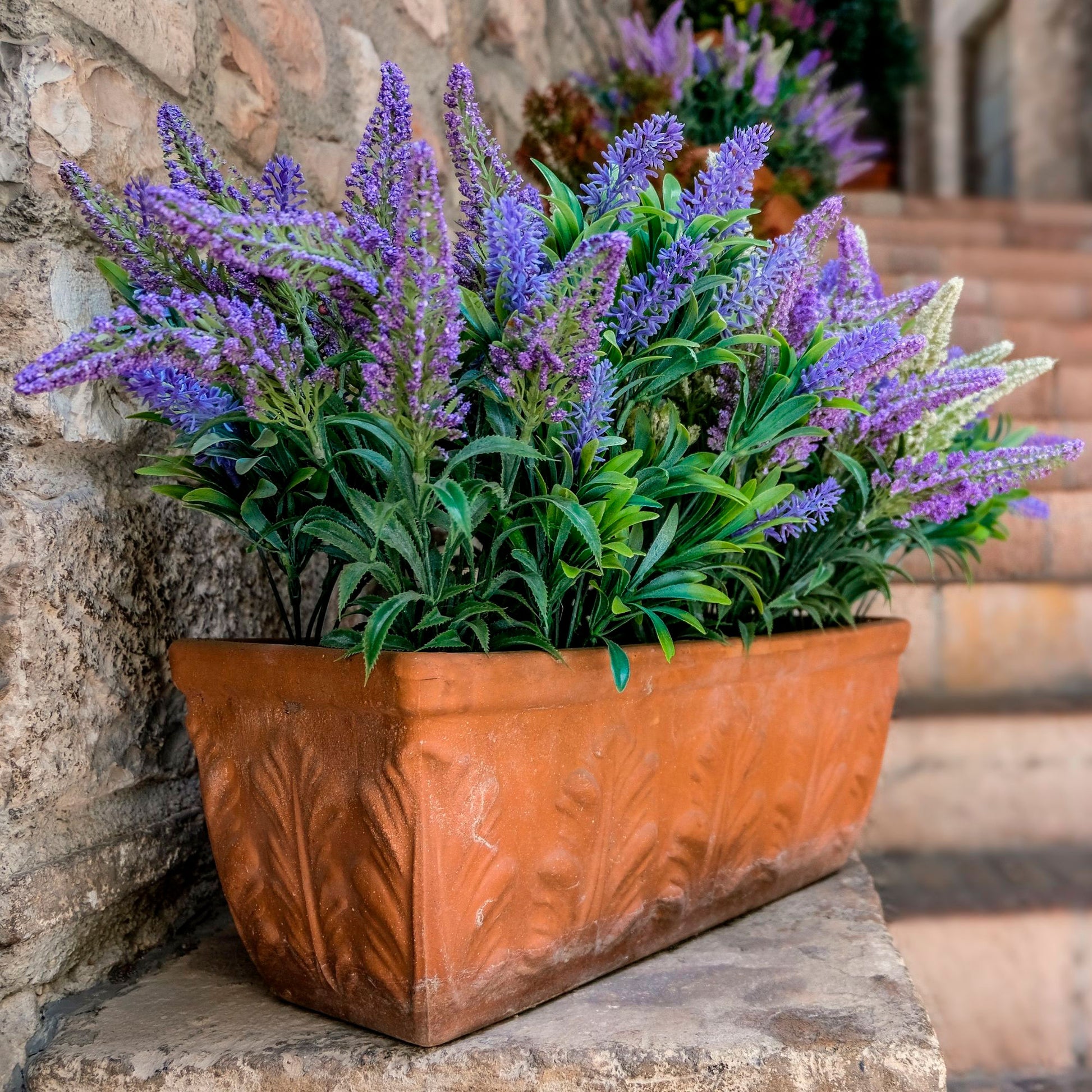 are lavender plants hardy Lavender lavendula angustifolia Green-Grey