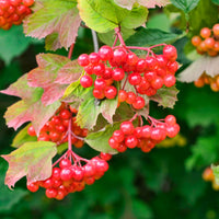 Viburnum  opulus White