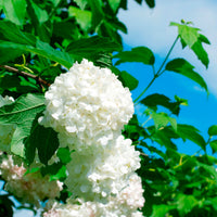 Viburnum  opulus White