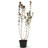 Weigela 'Nana Purpurea' Pink - Hardy plant