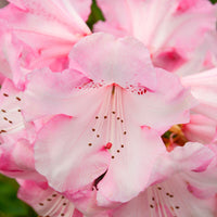 Rhododendron  'Kalinka' Pink - Hardy plant