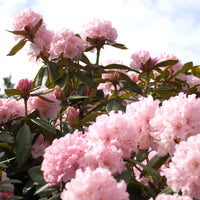 Rhododendron  'Kalinka' Pink - Hardy plant