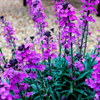 Erysimum  'Bowles Mauve' Purple - Hardy plant