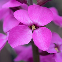 Erysimum  'Bowles Mauve' Purple - Hardy plant