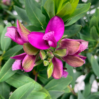 Polygala  myrtifolia Purple-Yellow