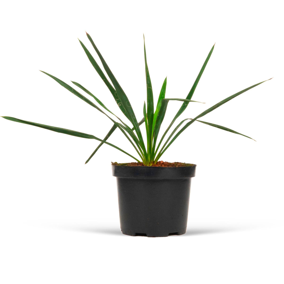Yucca filamentosa Green