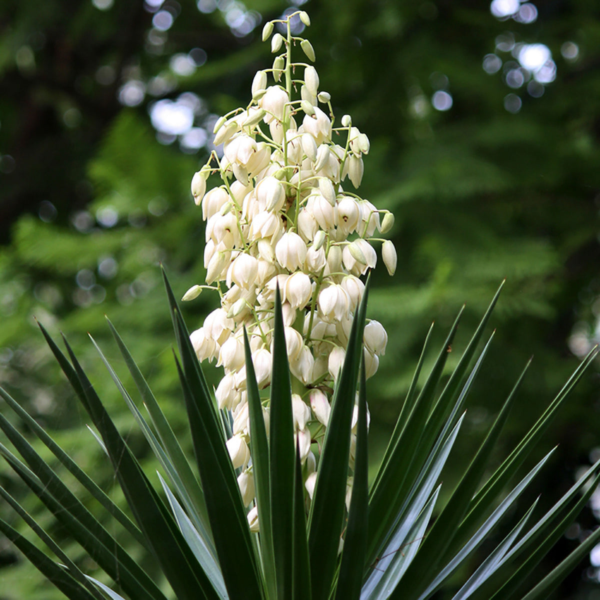 Yucca filamentosa Green