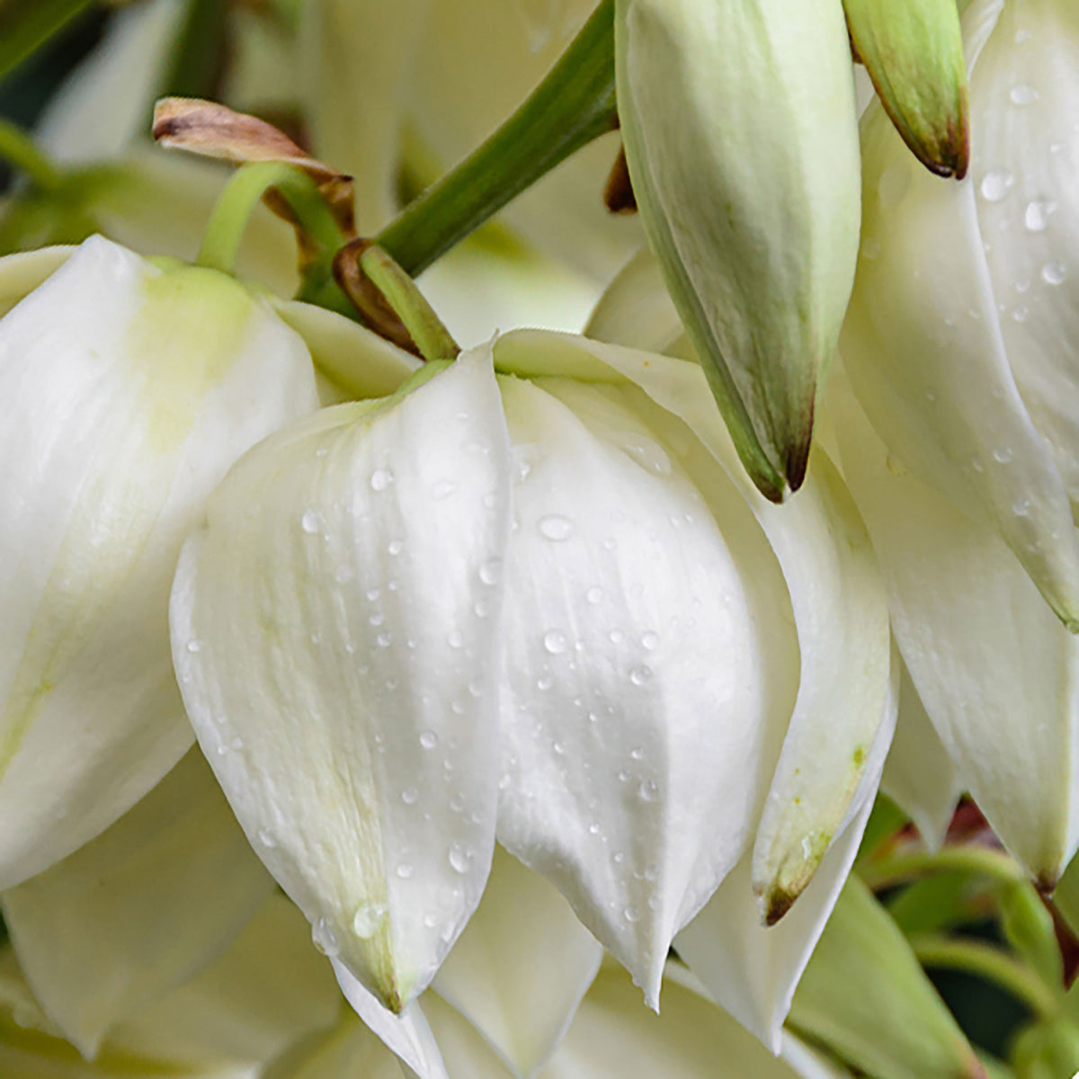 Yucca filamentosa Green