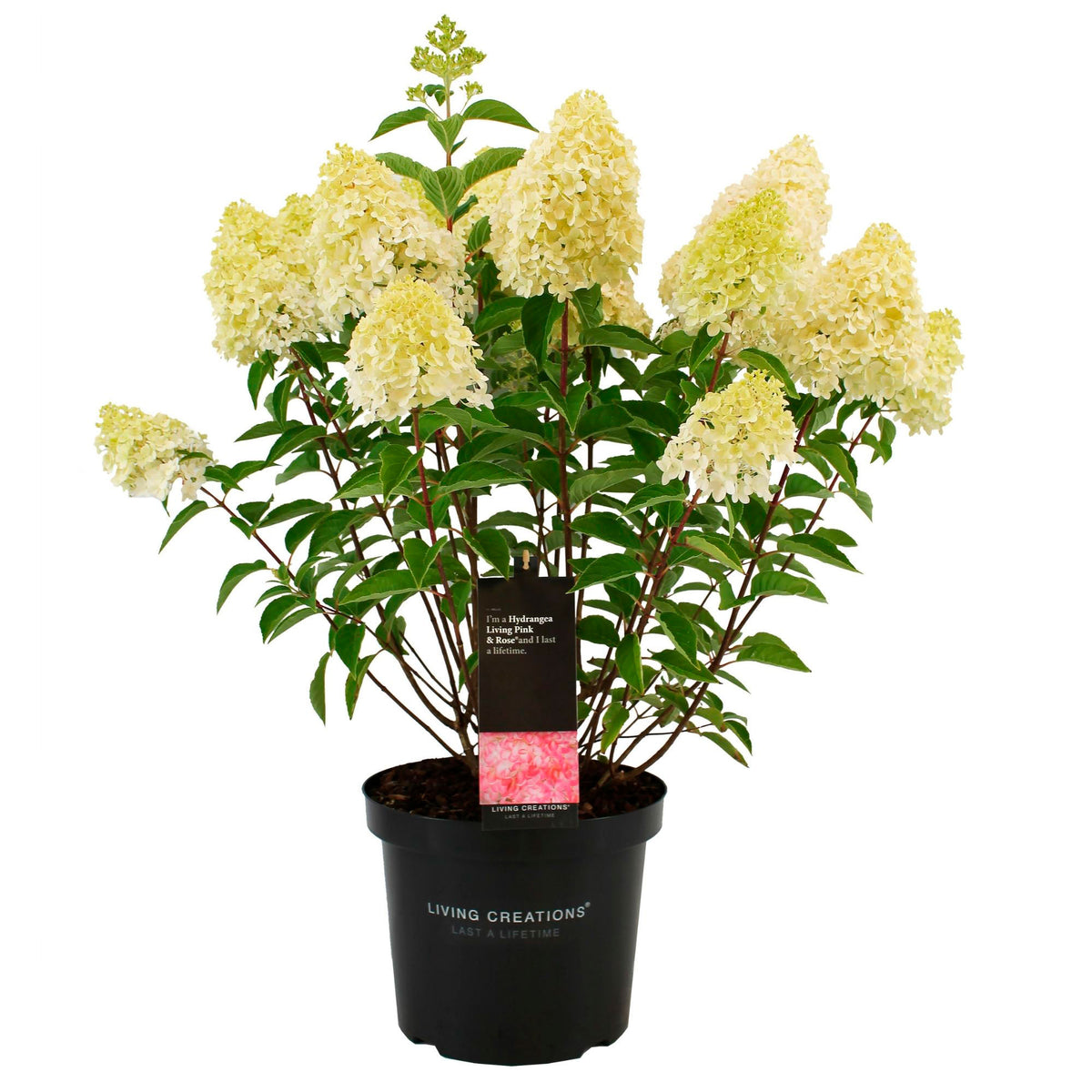Panicle Hydrangea 'Living Pink & Rose' Pink - Hardy plant