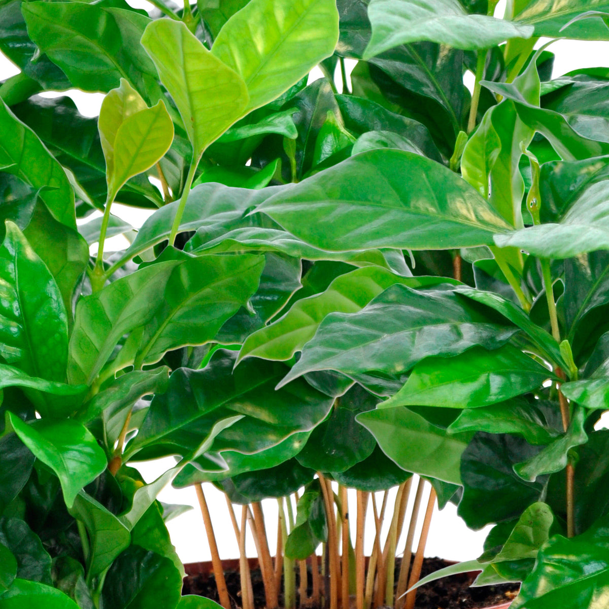 3x Coffee plant Coffea 'Nana'