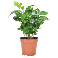 Coffee plant Coffea arabica including scented decorative pot