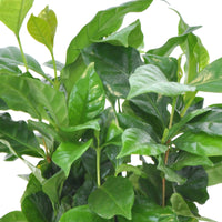 Coffee plant Coffea arabica including scented decorative pot