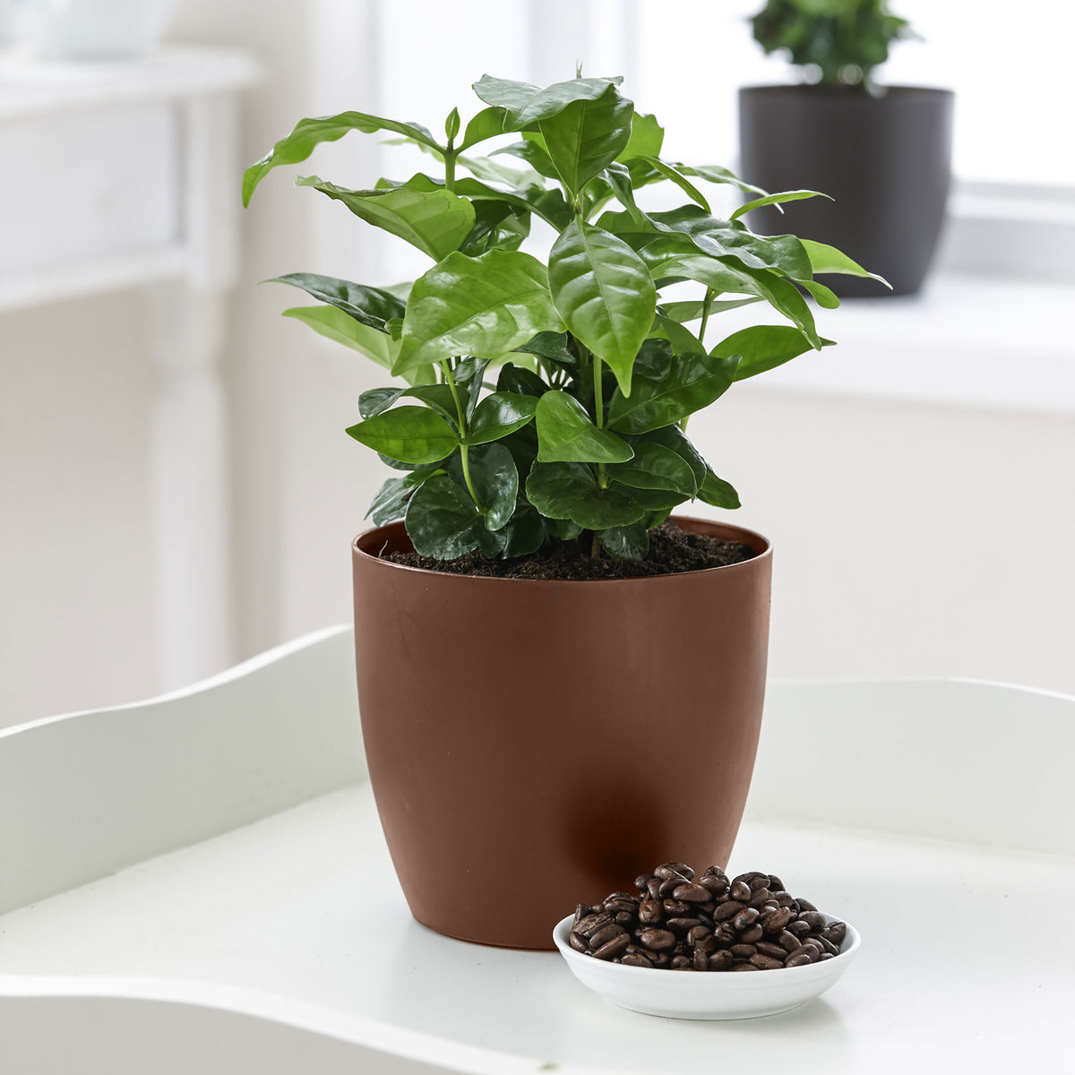 Coffee plant Coffea arabica including scented decorative pot