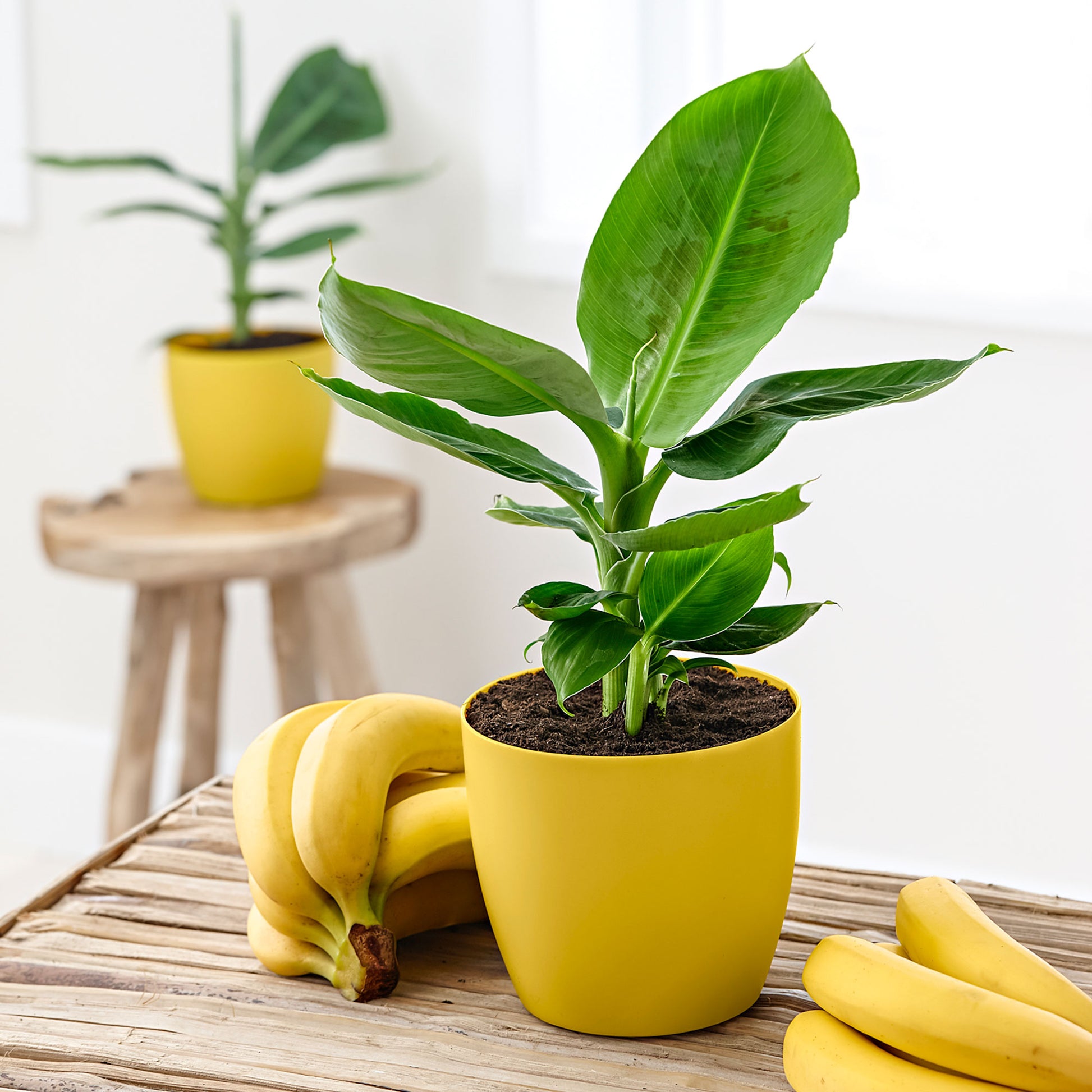 planting bananas in pots Banana plant Musa 'Oriental Dwarf' including scented decorative pot