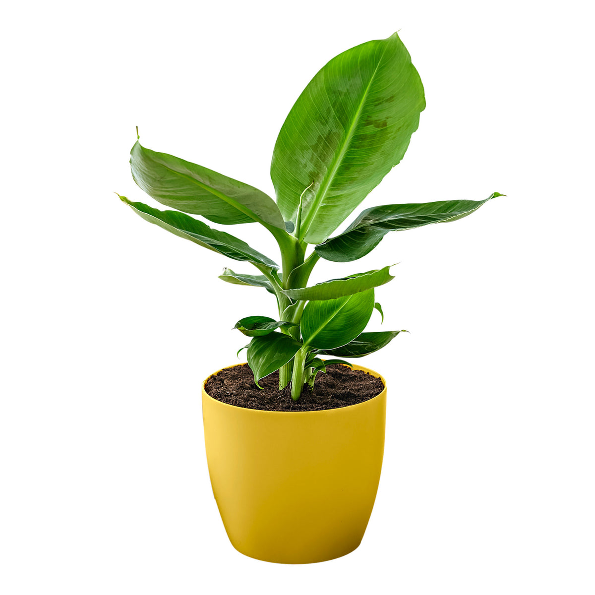 Banana plant Musa 'Oriental Dwarf' including scented decorative pot