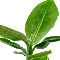 Banana plant Musa 'Oriental Dwarf' including scented decorative pot