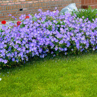 Cranesbill Geranium 'Johnson's Blue' - Organic blue - Hardy plant