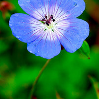 Cranesbill Geranium 'Johnson's Blue' - Organic blue - Hardy plant