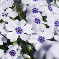 Six-pack—ground cover plants—creeping phlox Phlox 'Bavaria', blue-white  - Hardy plant