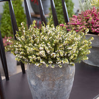 3x Winter Heath (Alpine Heath) 'White Perfection' - Hardy plant