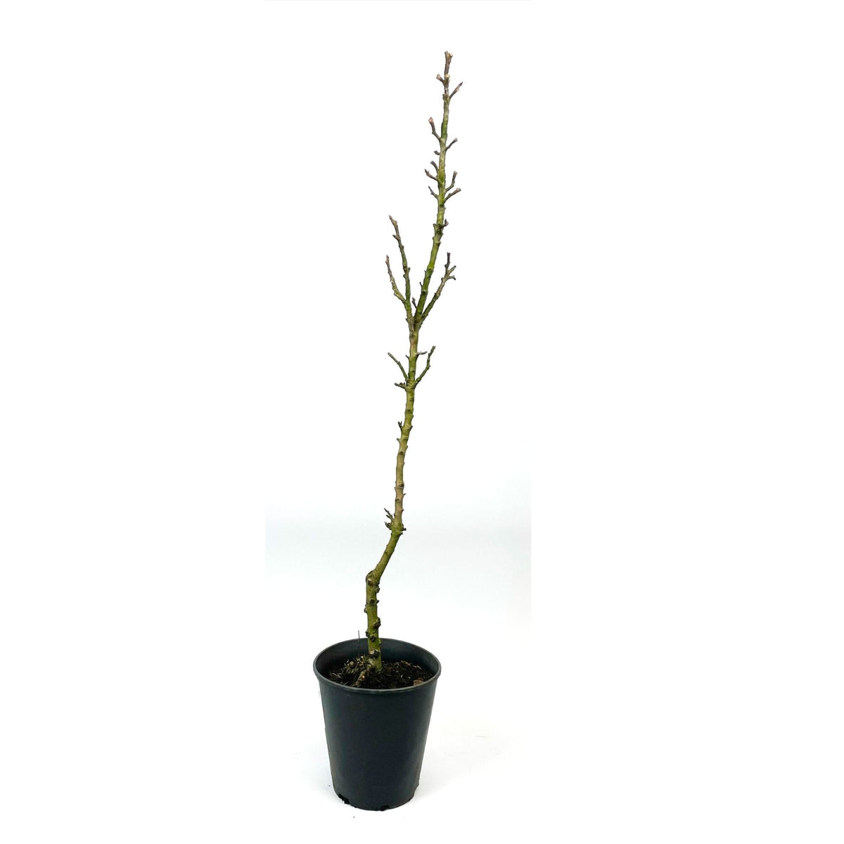 Columnar apple tree ‘Obelisk‘ - Hardy plant
