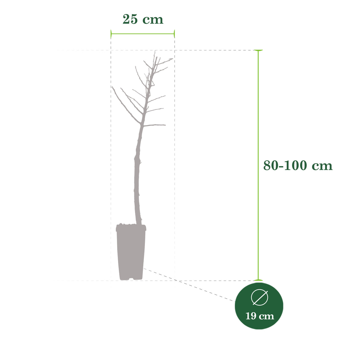 Potted Patio Cherry Tree - Hardy plant