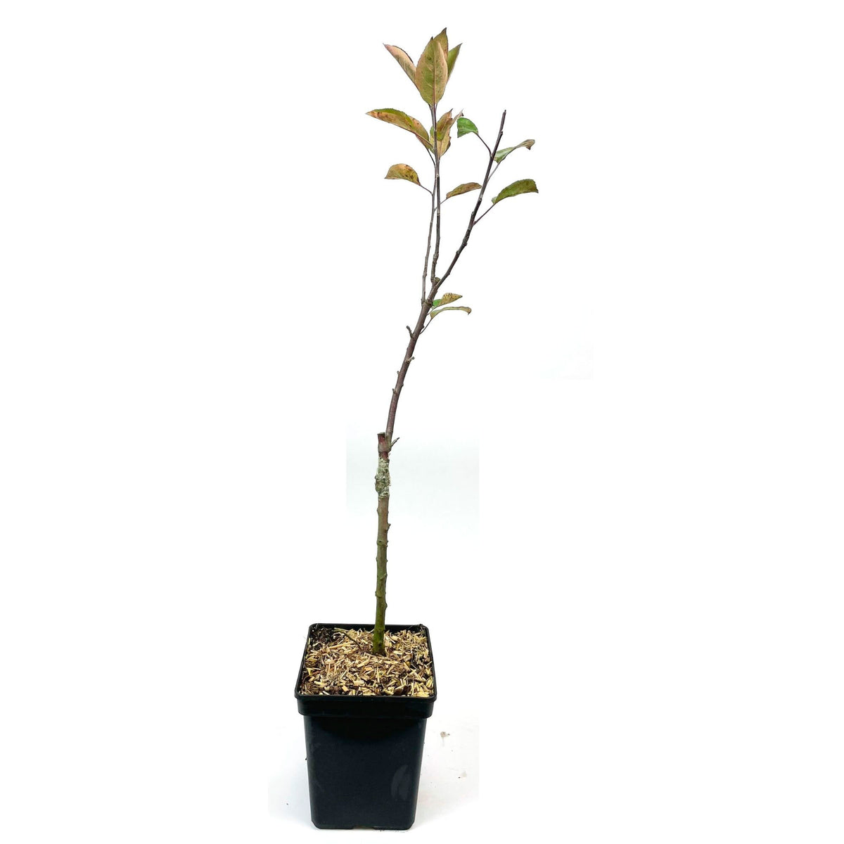 Apple tree ‘Marisa‘ - Hardy plant