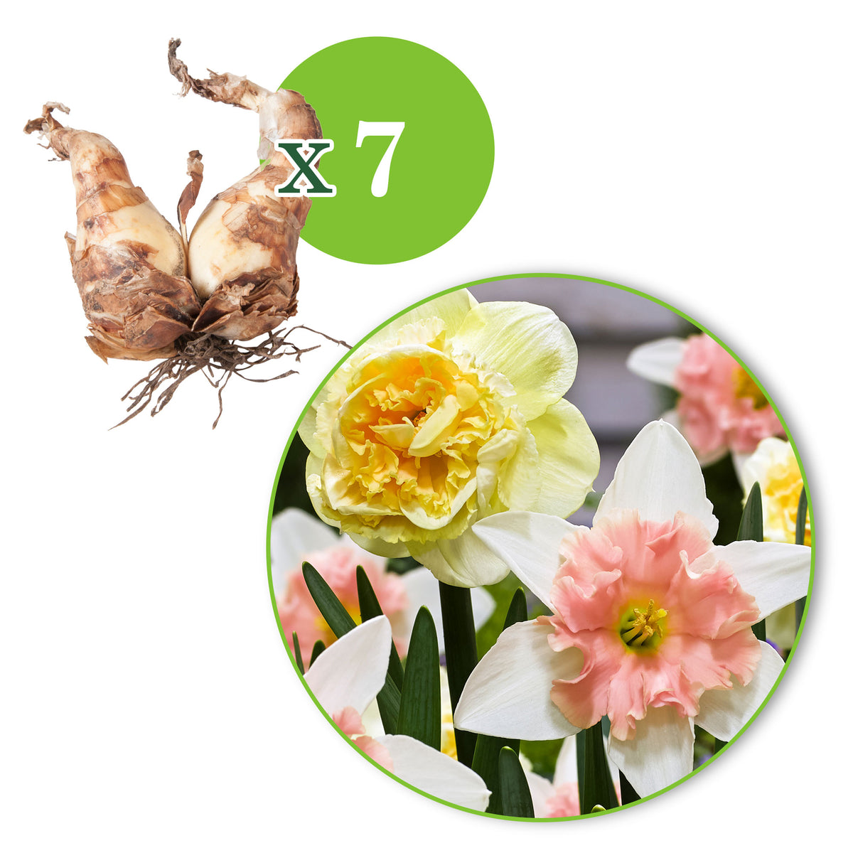 7x Double-flowered Daffodil Narcissus - Mix ’Art Design’ + ’Dear Love’ yellow-pink