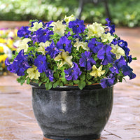 Multi Seed Pellet  Petunia 'Blueberry Lime Jam' Yellow-Purple