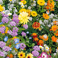 Flower Mix for Bees