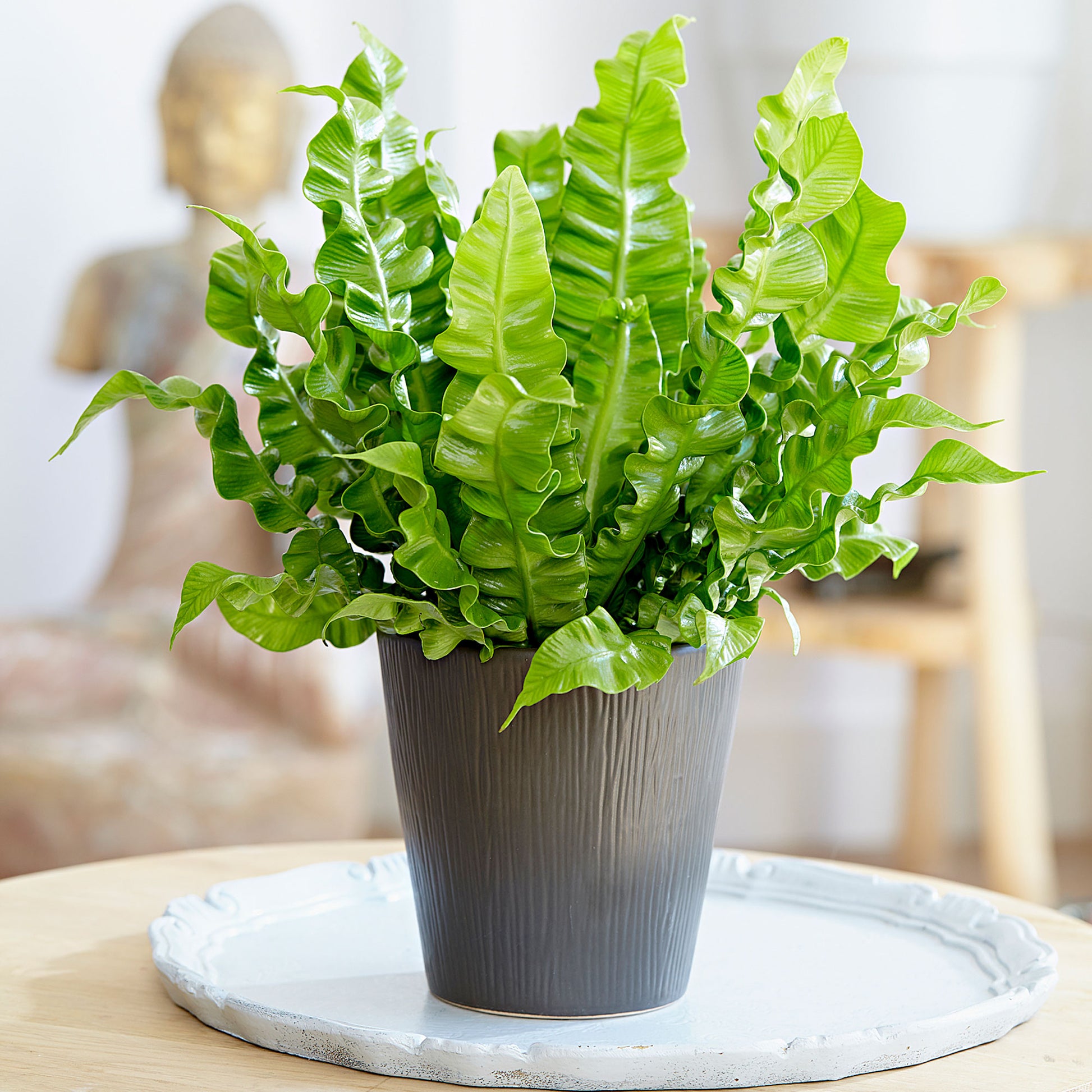 bird's nest fern crispy edges Buy house plants now Bird's nest Fern Asplenium 'Crispy Wave'