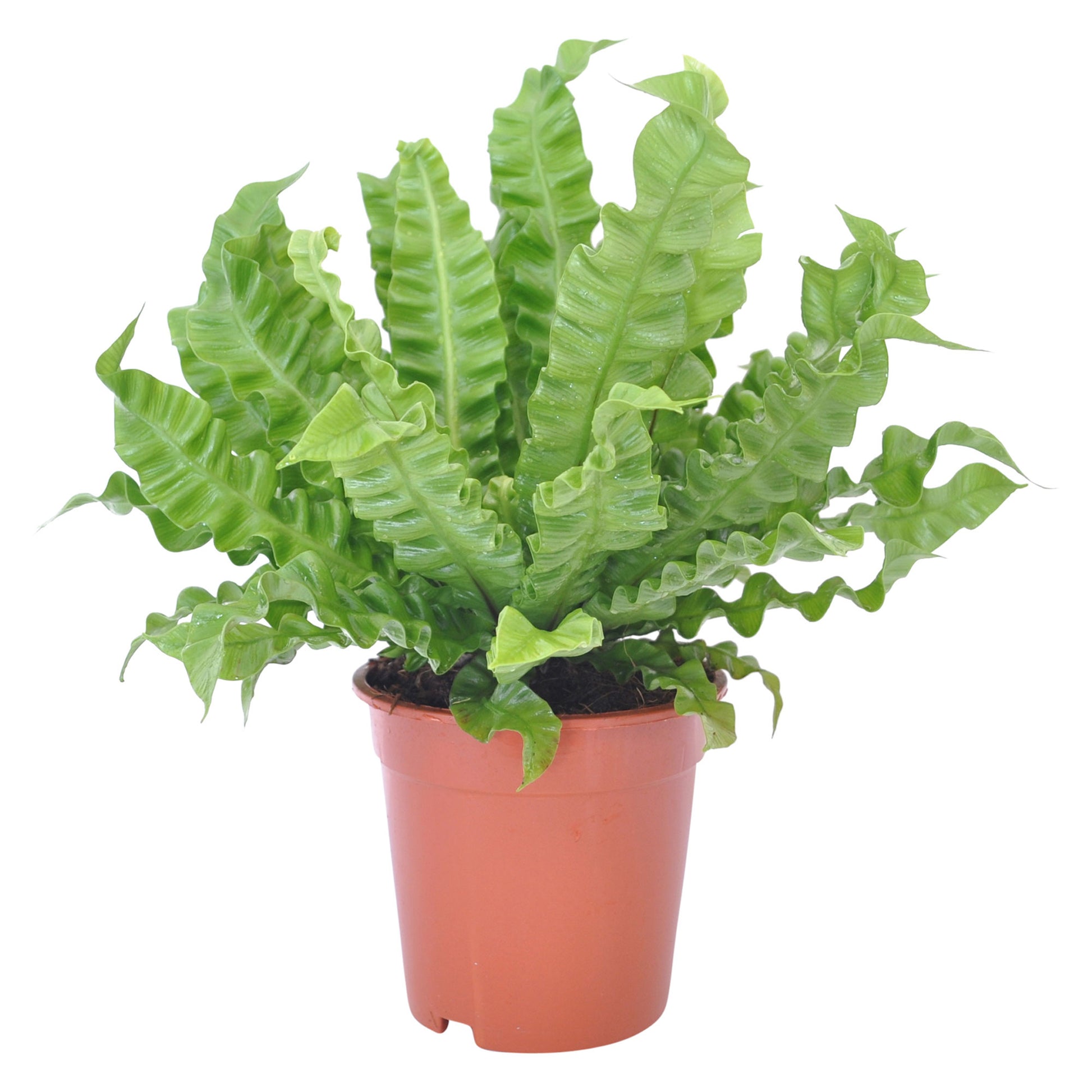 bird's nest fern crispy edges Buy house plants now Bird's nest Fern Asplenium 'Crispy Wave'