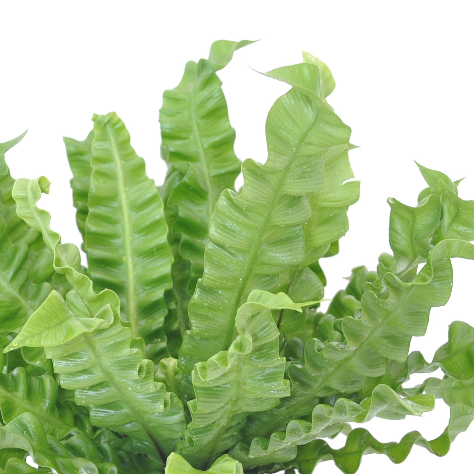 bird's nest fern crispy leaves Bird's nest Fern Asplenium 'Crispy Wave'