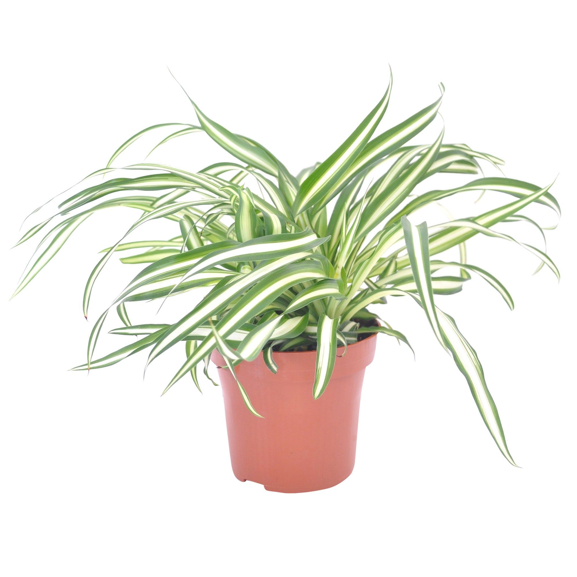 atlantic spider plant Spider plant Chlorophytum 'Atlantic'