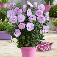 Hibiscus 'Lavender Chiffon' - Hardy plant