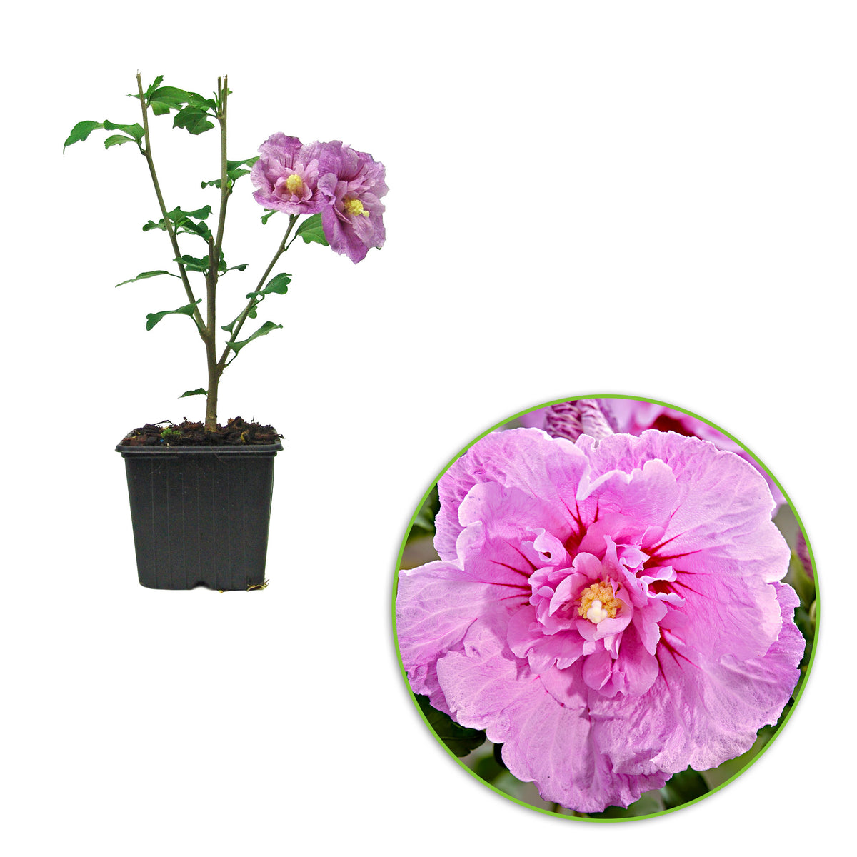 Hibiscus 'Lavender Chiffon' - Hardy plant