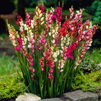 Ixia red-pink-white