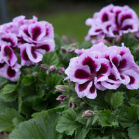 3x French geranium Pelargonium 'Patricia' pink-purple