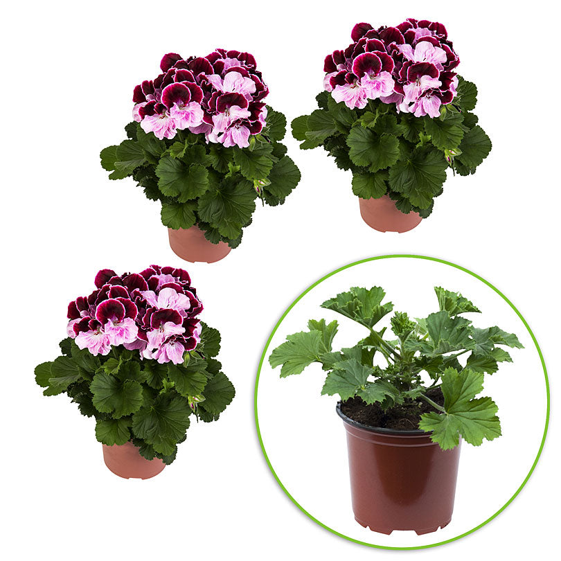 3x French geranium Pelargonium 'Jeanette' red-pink