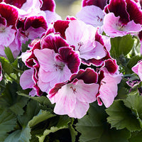 3x French geranium Pelargonium 'Jeanette' red-pink