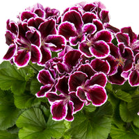 3x French geranium Pelargonium 'Imperial' purple-white