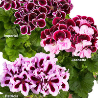 3x French geranium Pelargonium 'Imperial' + 'Jeanette' + 'Patricia' purple-pink-white