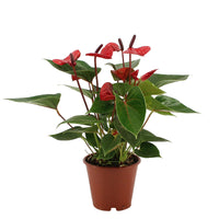 Flamingo plant Anthurium andreanum Red